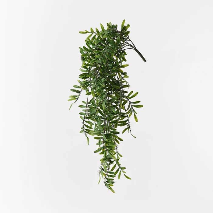 Acacia Leaf Hanging Bush - 76cml