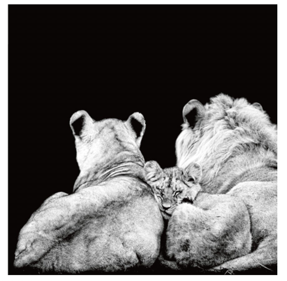 Card - Lions And Cub