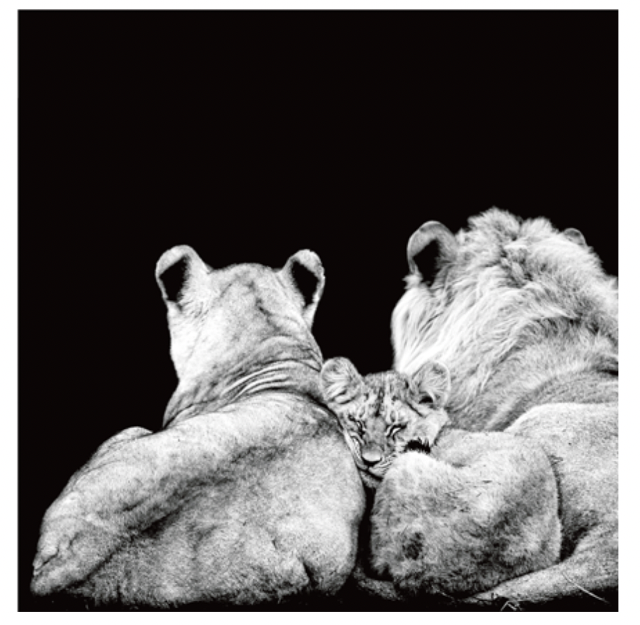 Card - Lions And Cub