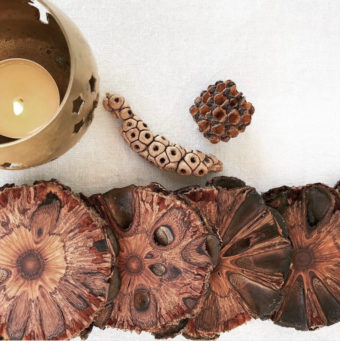 Banksia Coasters S/6