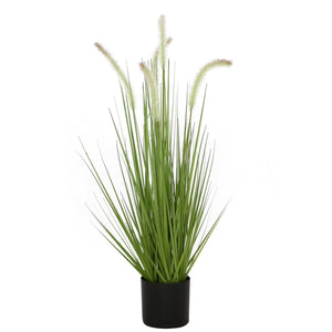 27'' Dogtail Grass Ppot