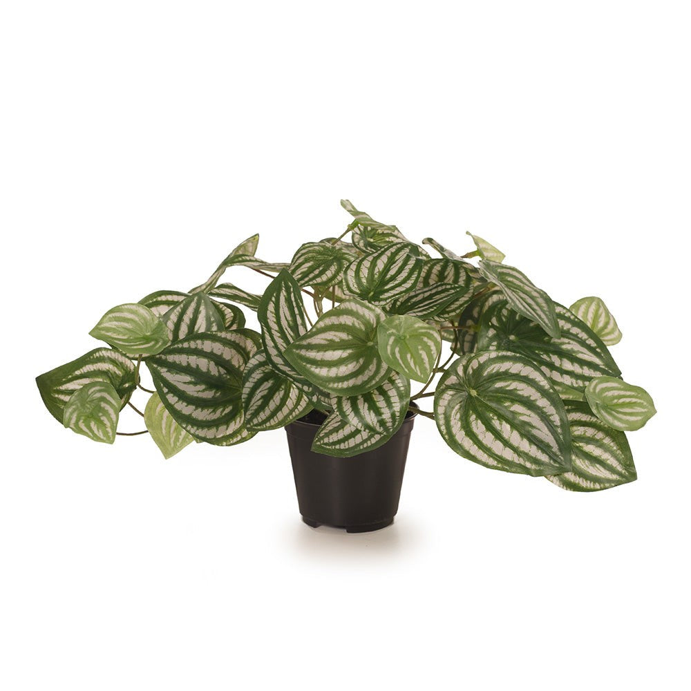 Peperomia Green In Pot - 19cm