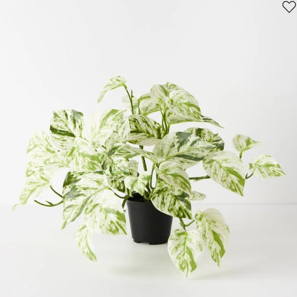 Pothos Marble Queen Hanging Bush In Pot