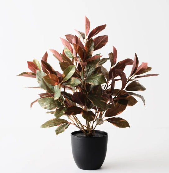Laurel Plant