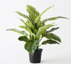 Dieffenbachia Plant Variegated