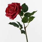 Rose Clara