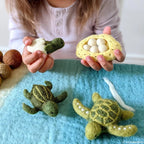 The Turtle Lifecycle