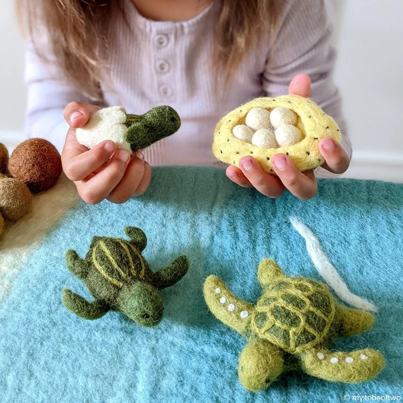 The Turtle Lifecycle