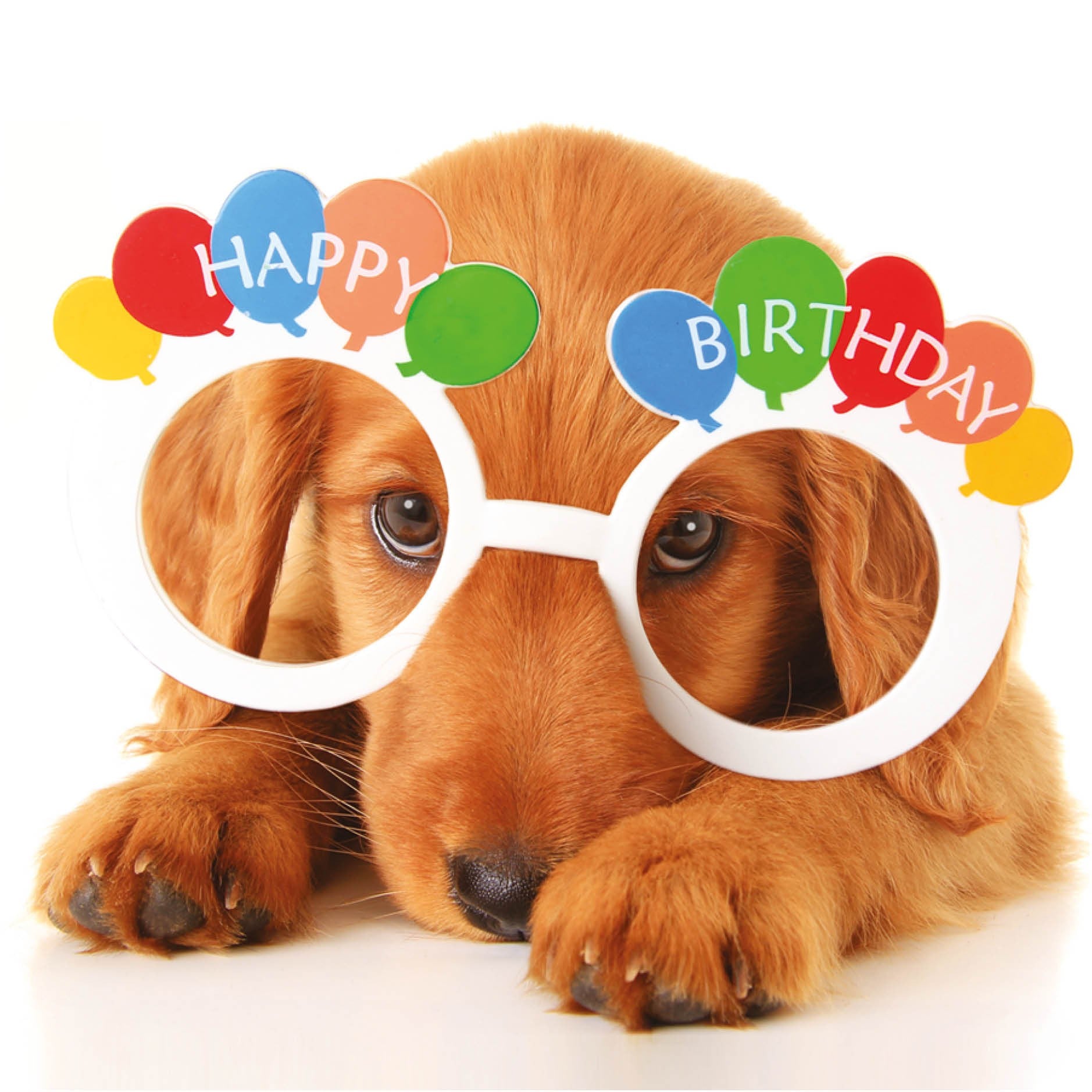 Card - Puppy Glasses Birthday