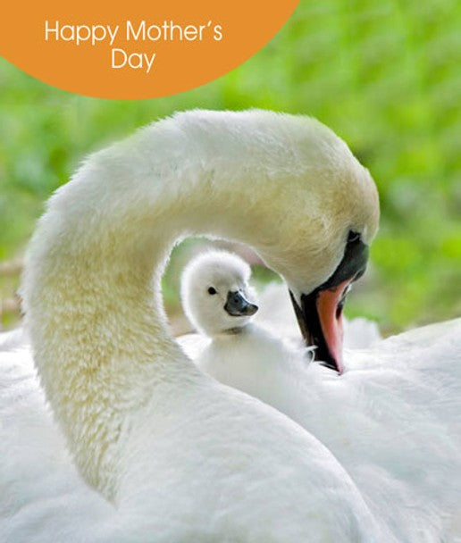 Mothers Day Card - Swans 