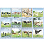 Cow In The Meadow  Calendar