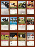 Cows Cows Cows Wall Calendar