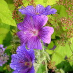 Essential Oil - Geranium Egyptian