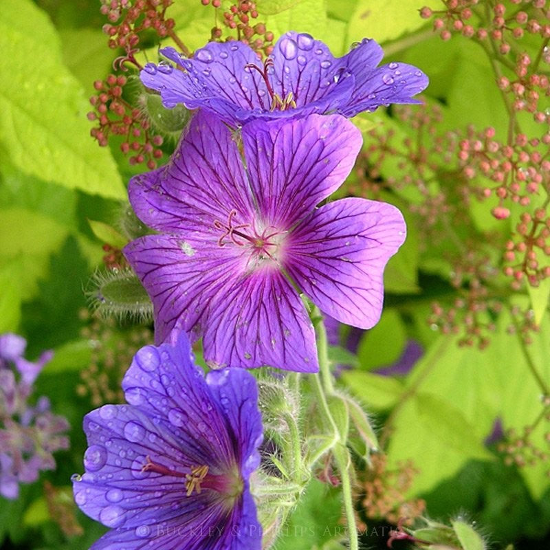 Essential Oil - Geranium Egyptian