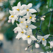 Load image into Gallery viewer, Essential Oil - Jasmine
