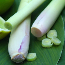 Load image into Gallery viewer, Essential Oil - Lemongrass Cochin
