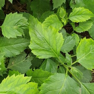 Essential Oil - Patchouli