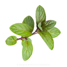 Load image into Gallery viewer, Essential Oil - Peppermint
