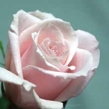 Load image into Gallery viewer, Essential Oil - Rose
