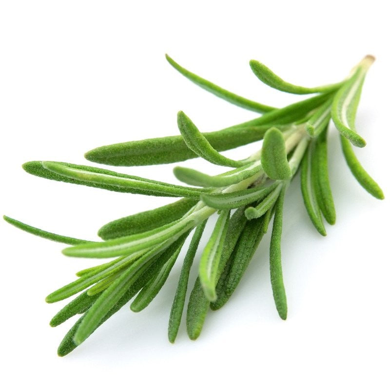 Essential Oil - Rosemary