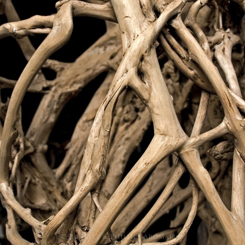 Essential Oil - Sandalwood