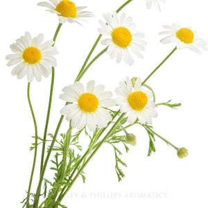 Essential Oil - Chamomile German Blue
