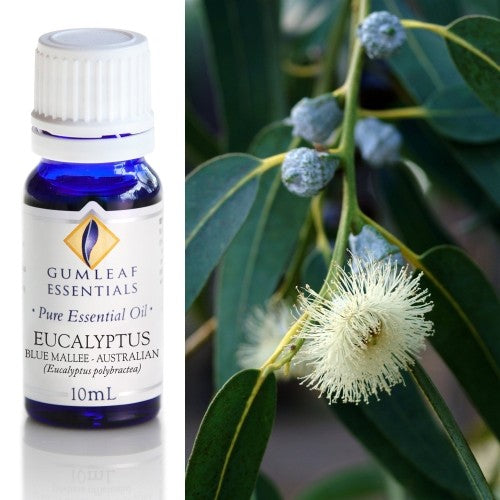 Eucalyptus Blue Mallee Australian Essential Oil