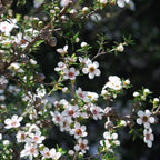 Essential Oil - Tea Tree (australian)