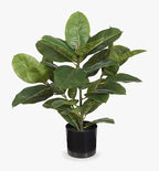 Rubber Plant Green 51cm 