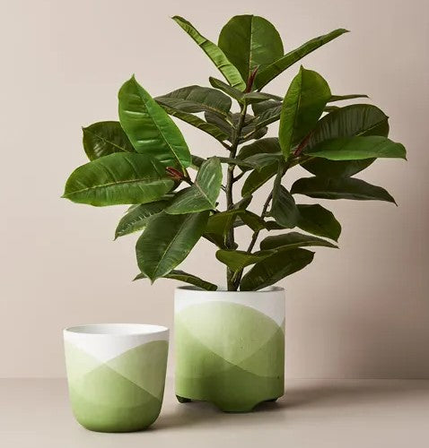 Rubber Plant Green 51cm 