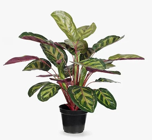 Peacook Plant Green & Purple 48cm 