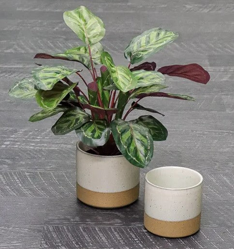 Peacook Plant Green & Purple 48cm 