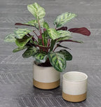 Peacook Plant Green & Purple 48cm 