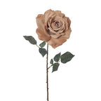 Rose Madonna Coffee - 64cm