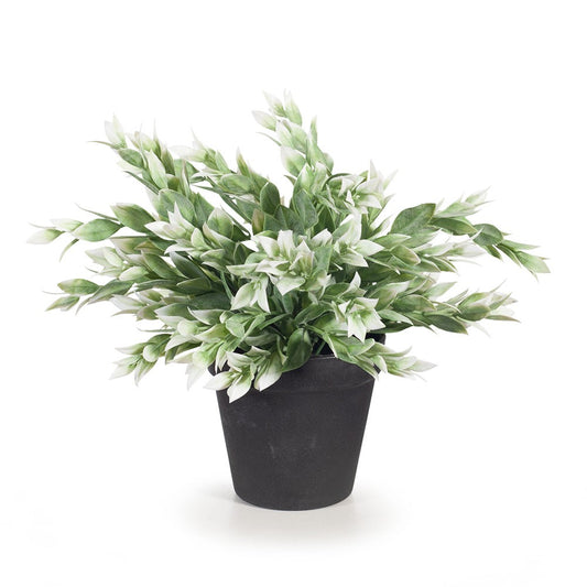 Ruscus Green & White Bush In Pot - 25cm
