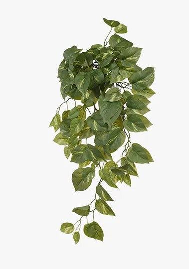 Pothos Hanging Bush Green 70cm