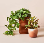 Pothos Hanging Bush Green 70cm