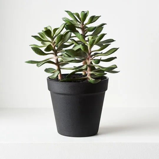 Succulent In Pot