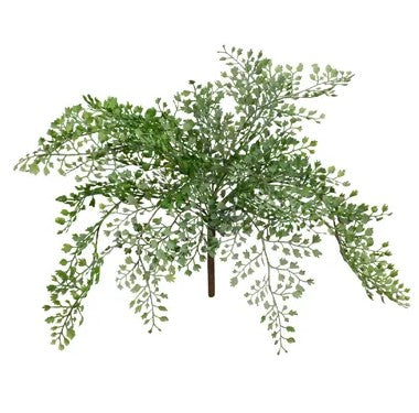 Maidenhair Fern Bush N/b