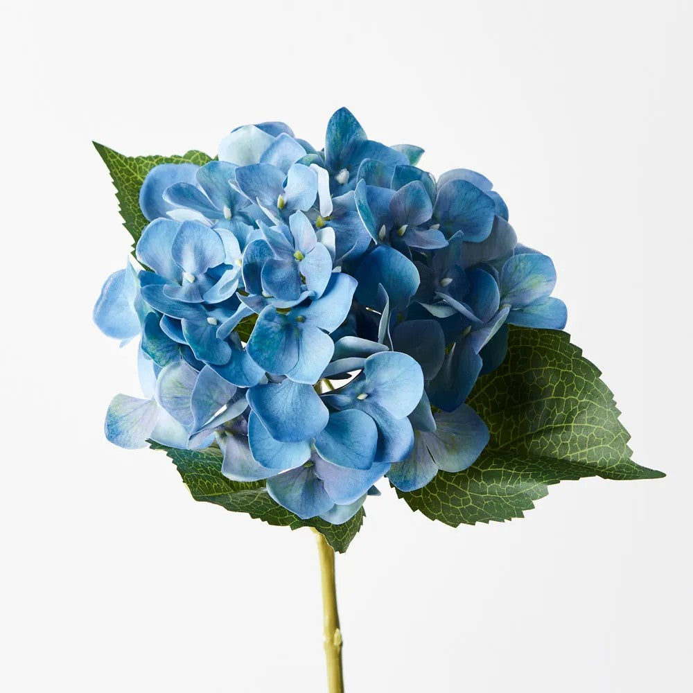 Hydrangea Blue