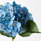 Hydrangea Blue