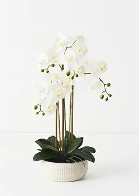 Orchid Phalaenopsis In Trojan Bowl White 63cm 