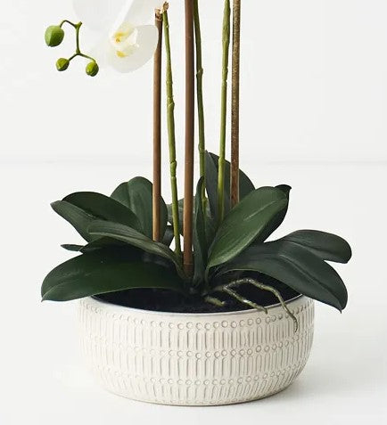 Orchid Phalaenopsis In Trojan Bowl White 63cm 