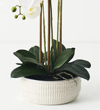 Orchid Phalaenopsis In Trojan Bowl White 63cm 