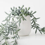 String Of Bananas In Pot 55cml 