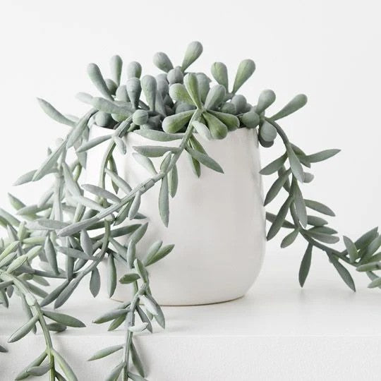 String Of Bananas In Pot 55cml 