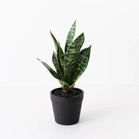 Sansevieria Plant - Green 19cmh 