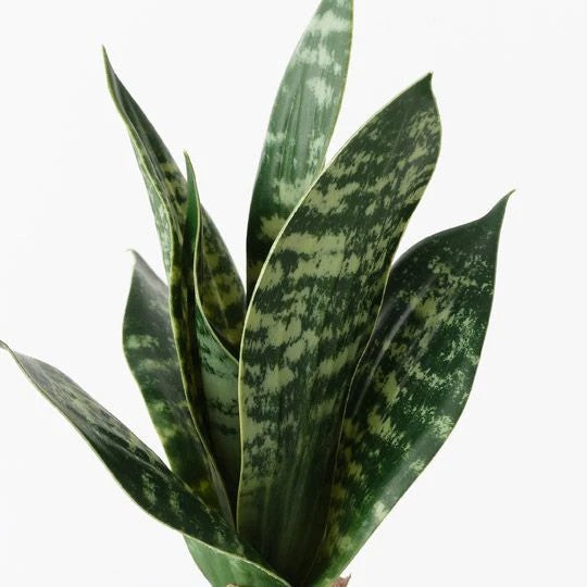 Sansevieria Plant - Green 19cmh 