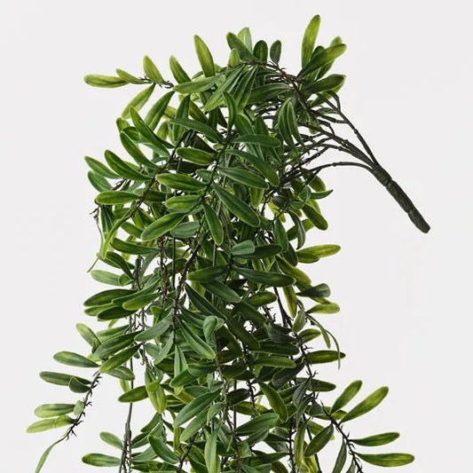 Acacia Leaf Hanging Bush - 76cml 