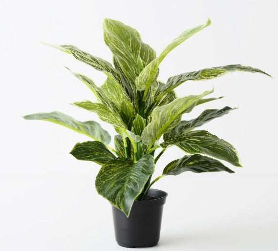 Dieffenbachia Plant Variegated